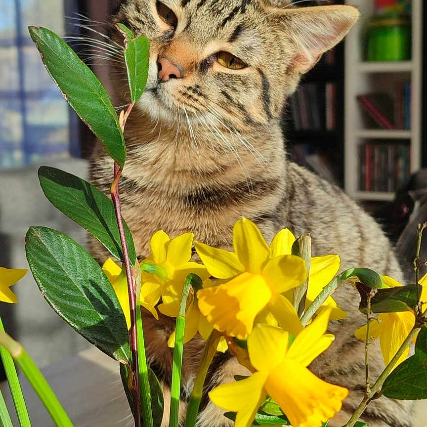 Uzuki participe au concours pour gagner de l'argent avec cette photo : animal, cat, daffodil, daisy, face, flower, head, herbal, herbs, kitten, leaf, person, pet, petal, photography, plant, portrait, pottedplant, shelf, sunflower