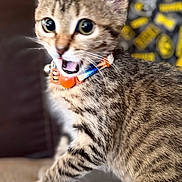 Cheetara is registered to the contest to win money with this photo: animal, cat, close_up, collar, couch, curious, domestic_cat, expression, fabric, fur, indoor, kitten, open_mouth, paw, pet, playful, remote_control, tabby, whiskers, wide_eyes