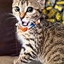animal, cat, close_up, collar, couch, curious, domestic_cat, expression, fabric, fur, indoor, kitten, open_mouth, paw, pet, playful, remote_control, tabby, whiskers, wide_eyes