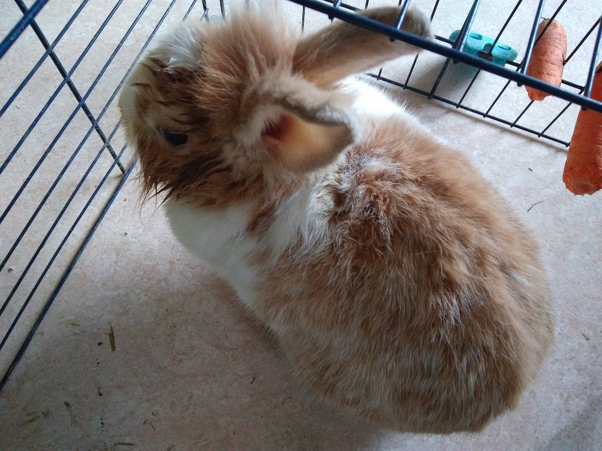 Nutella a rejoint le concours — aidez-le/la à gagner de superbes lots ! angora_rabbit, animal_shelter, domestic_rabbit, fawn, fur, rabbit, rabbits_and_hares, whiskers