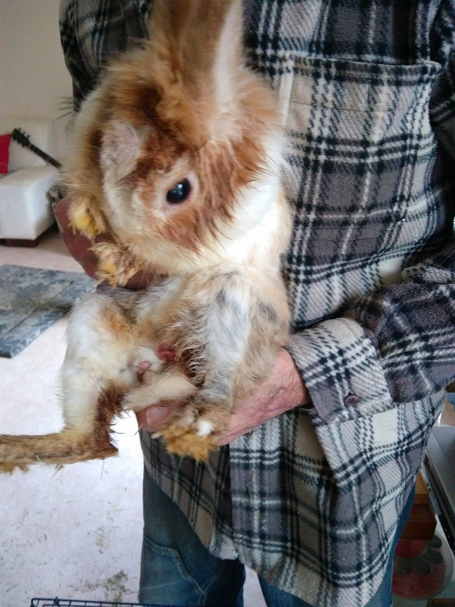 Nutella participe au concours pour gagner de l'argent avec cette photo : angora_rabbit, domestic_rabbit, ear, fawn, hare, rabbit, rabbits_and_hares, skin, wood_rabbit