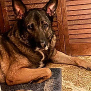 Saber is registered to the contest to win money with this photo: animal, black, brown, calm, canine, close_up, dog, ears_up, floor, fur, german_shepherd, home, indoor, looking, lying_down, paw, pet, portrait, rug, wooden_panel