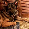 animal, black, brown, calm, canine, close_up, dog, ears_up, floor, fur, german_shepherd, home, indoor, looking, lying_down, paw, pet, portrait, rug, wooden_panel