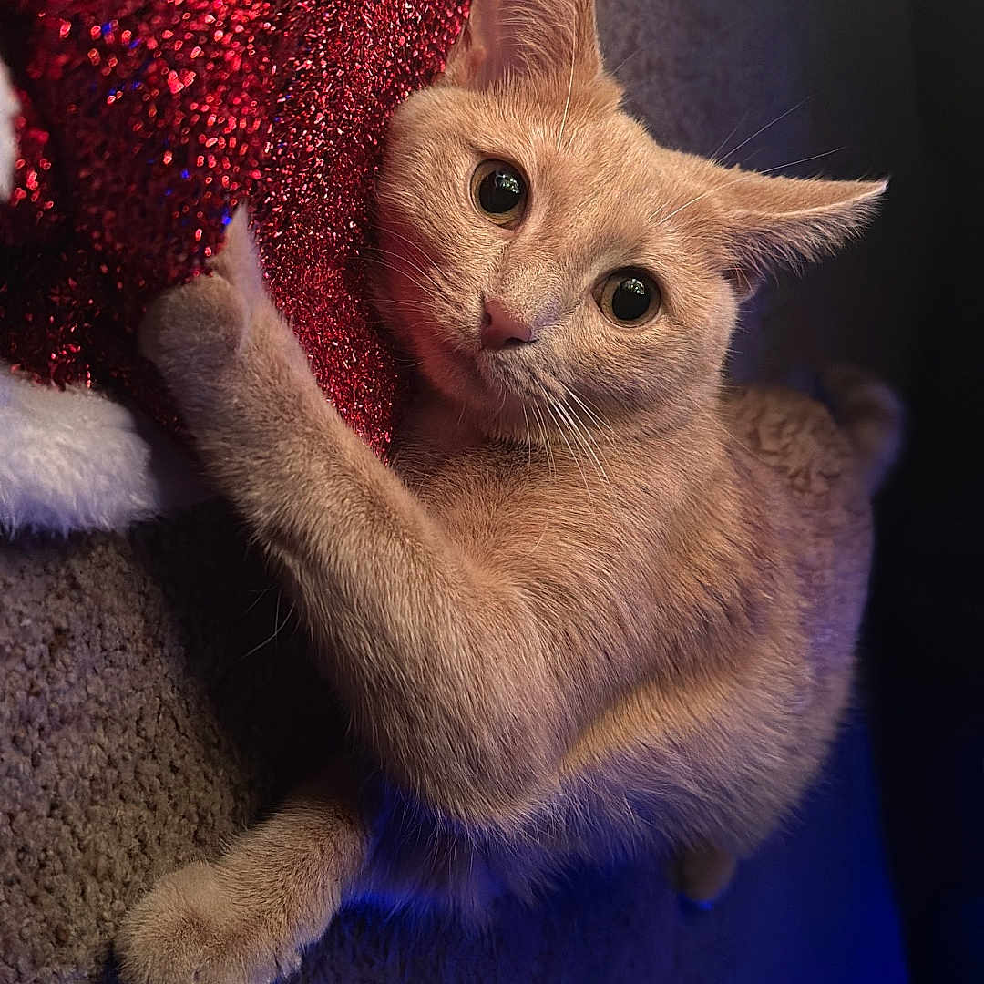 Cheese is registered to the contest to win money with this photo: abyssinian, accessories, angora, animal, bodypart, cat, couch, face, featherboa, finger, furniture, glitter, hand, head, kitten, manx, person, pet, siamese