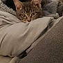 cat, tabby, pet, animal, cozy, blanket, pillow, soft, fur, cute, indoor, resting, curious, ears, whiskers, closeup, comfort, home, feline, relaxed