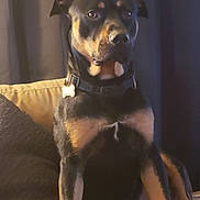 Taz is registered to the contest to win money with this photo: dog, rottweiler, pet, animal, collar, couch, indoor, sitting, brown, black, fur, ears, face, alert, living_room, pillow, furniture, canine, domestic_animal, portrait