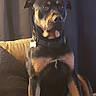 dog, rottweiler, pet, animal, collar, couch, indoor, sitting, brown, black, fur, ears, face, alert, living_room, pillow, furniture, canine, domestic_animal, portrait