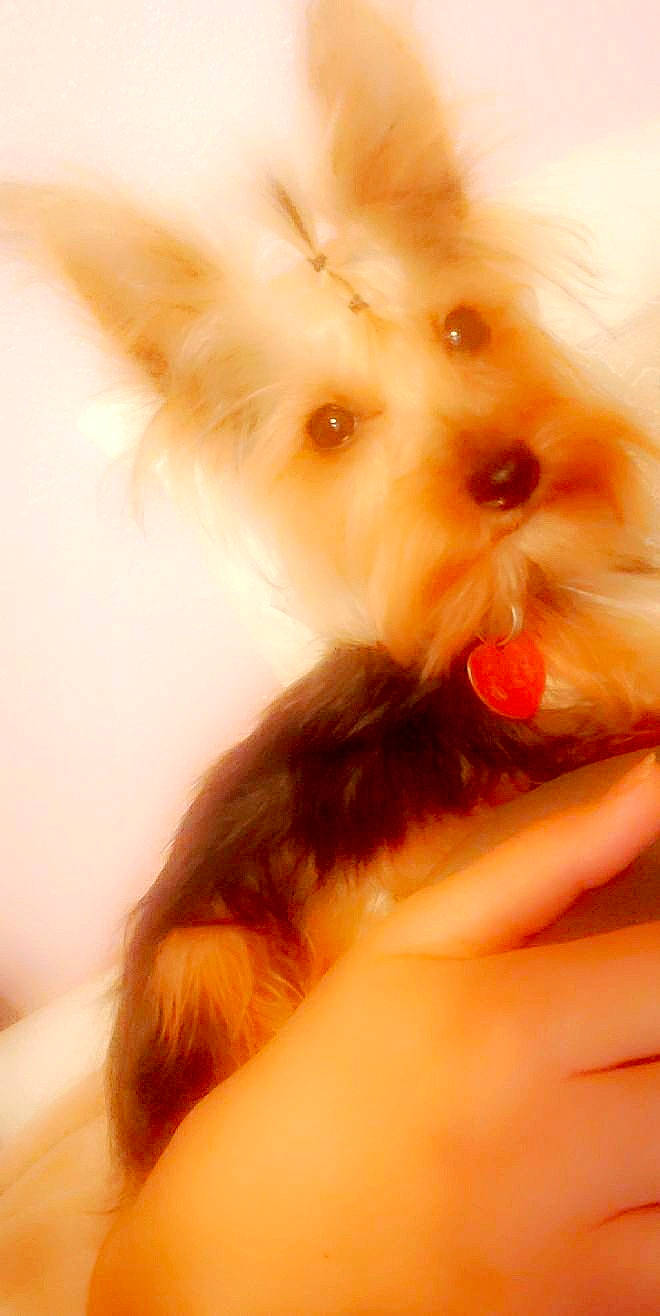 Minnie is registered to the contest to win money with this photo: canidae, carnivore, companion_dog, dog, dog_breed, ear, eye, fawn, lip, maltese, mouth, neck, nose, puppy, skin, snout, terrier, toy_dog, west_highland_white_terrier, yorkshire_terrier