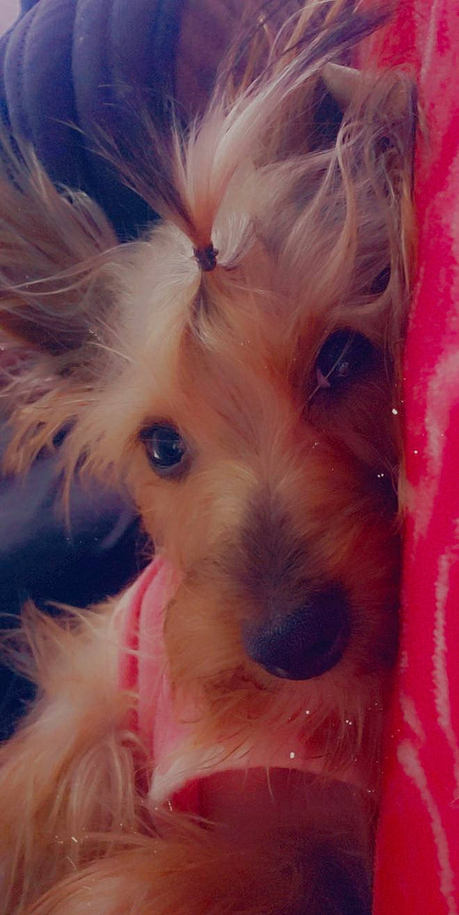 Minnie is registered to the contest to win money with this photo: australian_silky_terrier, australian_terrier, biewer_terrier, canidae, carnivore, companion_dog, dog, dog_breed, mammal, morkie, nose, puppy, rare_breed_dog, schnoodle, small_terrier, snout, terrier, toy_dog, vertebrate, yorkshire_terrier