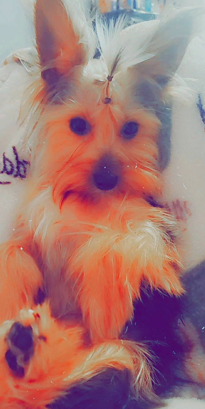 Minnie joined the competition — help win amazing prizes! australian_silky_terrier, canidae, carnivore, companion_dog, dog, dog_breed, ear, morkie, puppy, small_terrier, snout, terrier, toy_dog, west_highland_white_terrier, yorkshire_terrier