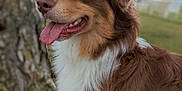 Nala participe au concours pour gagner de l'argent avec cette photo : dog, brown, white, fluffy, tongue_out, happy, outdoor, tree, grass, nature, pet, canine, animal, fur, close_up, portrait, daylight, background_blur, excited, friendly
