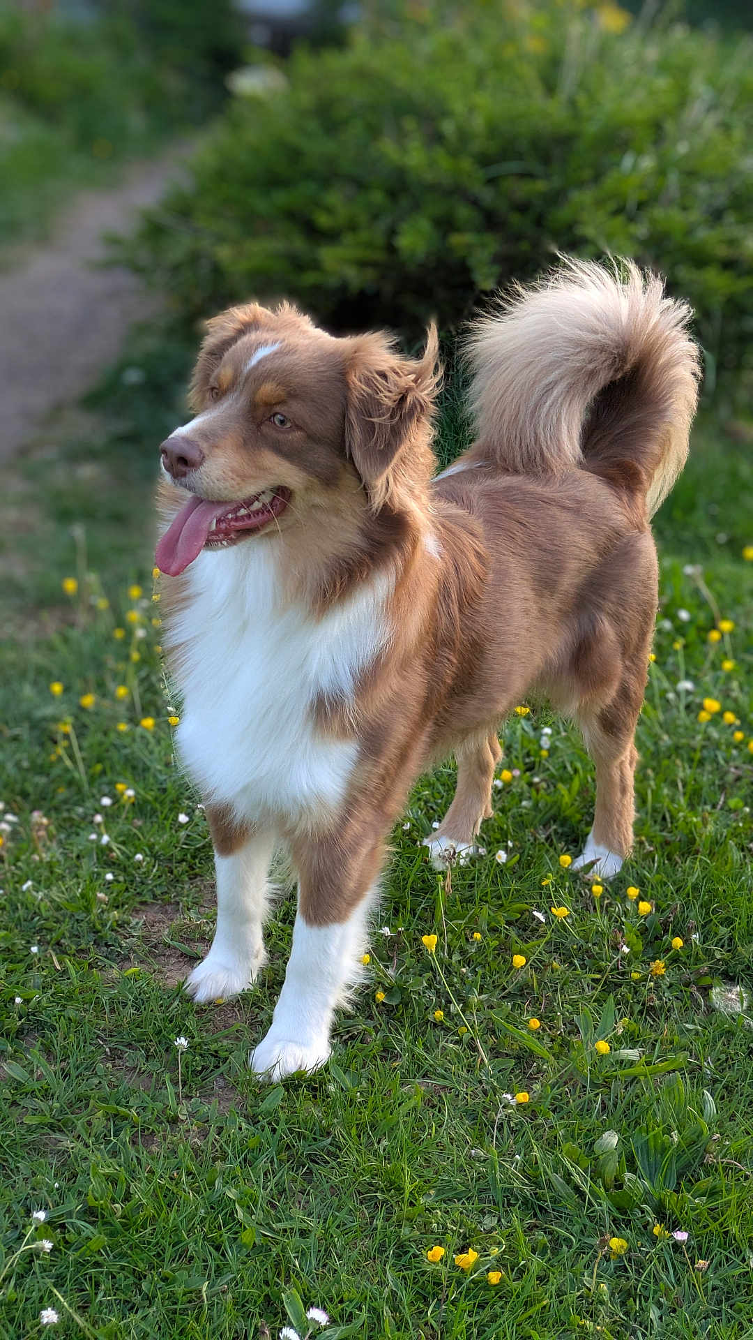 Nala a rejoint le concours — aidez-le/la à gagner de superbes lots ! dog, animal, brown, white, fur, grass, flowers, outdoor, nature, pet, happy, tongue_out, standing, canine, greenery, summer, blurred_background, tail, ears, cute
