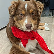 Nala participe au concours pour gagner de l'argent avec cette photo : dog, brown_fur, white_fur, red_scarf, lying_down, floor, indoors, pet, canine, portrait, fur, muzzle, ears, eyes, nose, wood_floor, scarf, domestic, animal, relaxed