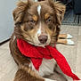dog, brown_fur, white_fur, red_scarf, lying_down, floor, indoors, pet, canine, portrait, fur, muzzle, ears, eyes, nose, wood_floor, scarf, domestic, animal, relaxed