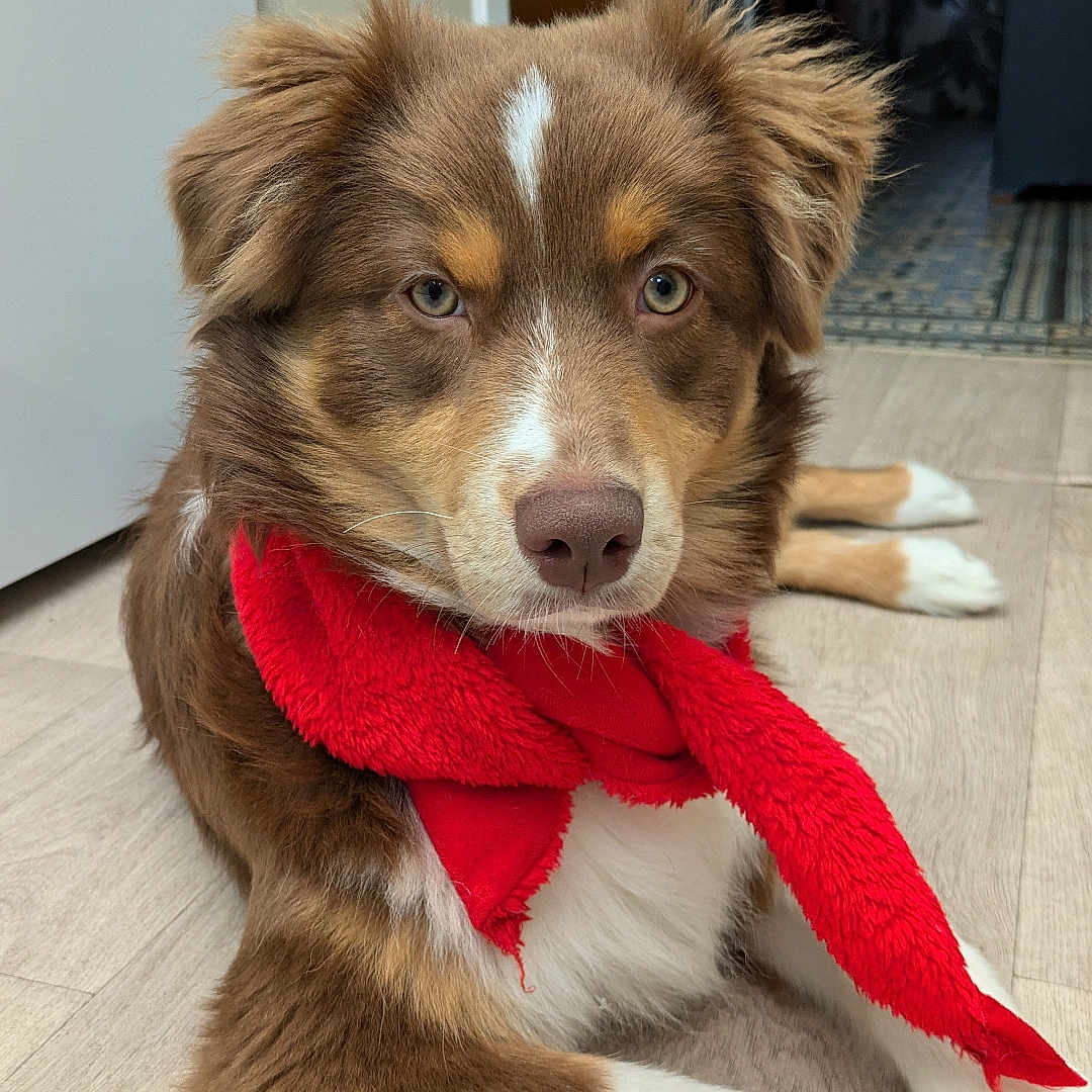 Nala participe au concours pour gagner de l'argent avec cette photo : animal, brown_fur, canine, dog, domestic, ears, eyes, floor, fur, indoors, lying_down, muzzle, nose, pet, portrait, red_scarf, relaxed, scarf, white_fur, wood_floor