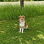 Nala participe au concours pour gagner de l'argent avec cette photo : dog, grass, tree, flowers, outdoor, sunlight, nature, canine, happy, sitting, greenery, field, summer, domestic_animal, fur, pet, tongue_out, park, daylight, rural