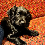 Quinn is registered to the contest to win money with this photo: animal, black_dog, canine, companion, couch, cute, dog, ears, fur, home, indoor, patterned_fabric, paw, pet, portrait, puppy, red_couch, relaxation, resting, young_dog