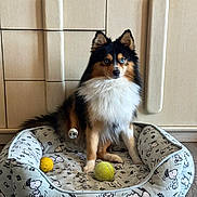 Apollo is registered to the contest to win money with this photo: dog, dog_bed, tennis_ball, paw_raised, blue_eyes, fluffy_fur, indoor, wooden_cabinet, flooring, pet_bed, animal, cute, snoopy_pattern, toy, pet, canine, fur, looking_at_camera, raised_paw, domestic
