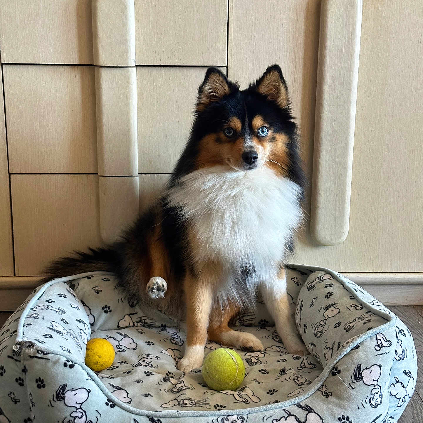 Apollo is registered to the contest to win money with this photo: animal, blue_eyes, canine, cute, dog, dog_bed, domestic, flooring, fluffy_fur, fur, indoor, looking_at_camera, paw_raised, pet, pet_bed, raised_paw, snoopy_pattern, tennis_ball, toy, wooden_cabinet