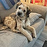 animal, blanket, canine, couch, cozy, cute, dog, floor, fur, fur_texture, head_tilt, home, indoor, living_room, pet, pillow, quilt, relaxed, resting, wooden_floor