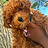 puppy, dog, curly_hair, brown, pet, collar, tag, hand, outdoor, tree, sky, closeup, cute, fluffy, animal, nature, young, portrait, sunlight, background