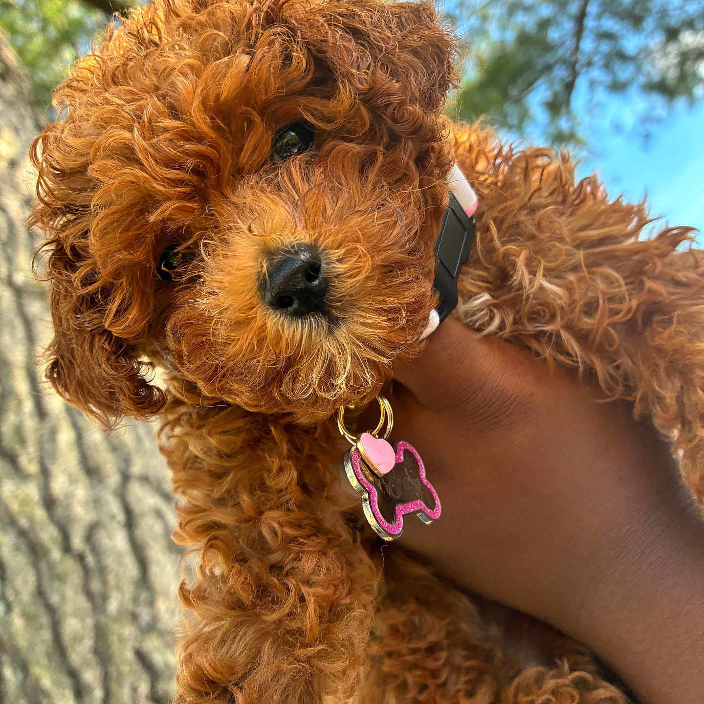 Era is registered to the contest to win money with this photo: puppy, dog, curly_hair, brown, pet, collar, tag, hand, outdoor, tree, sky, closeup, cute, fluffy, animal, nature, young, portrait, sunlight, background