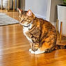 cat, tabby, feline, pet, sitting, collar, bell, striped_fur, white_chest, white_paws, golden_eyes, indoor, hardwood_floor, home, living_room, houseplant, rug, furniture, portrait, animal