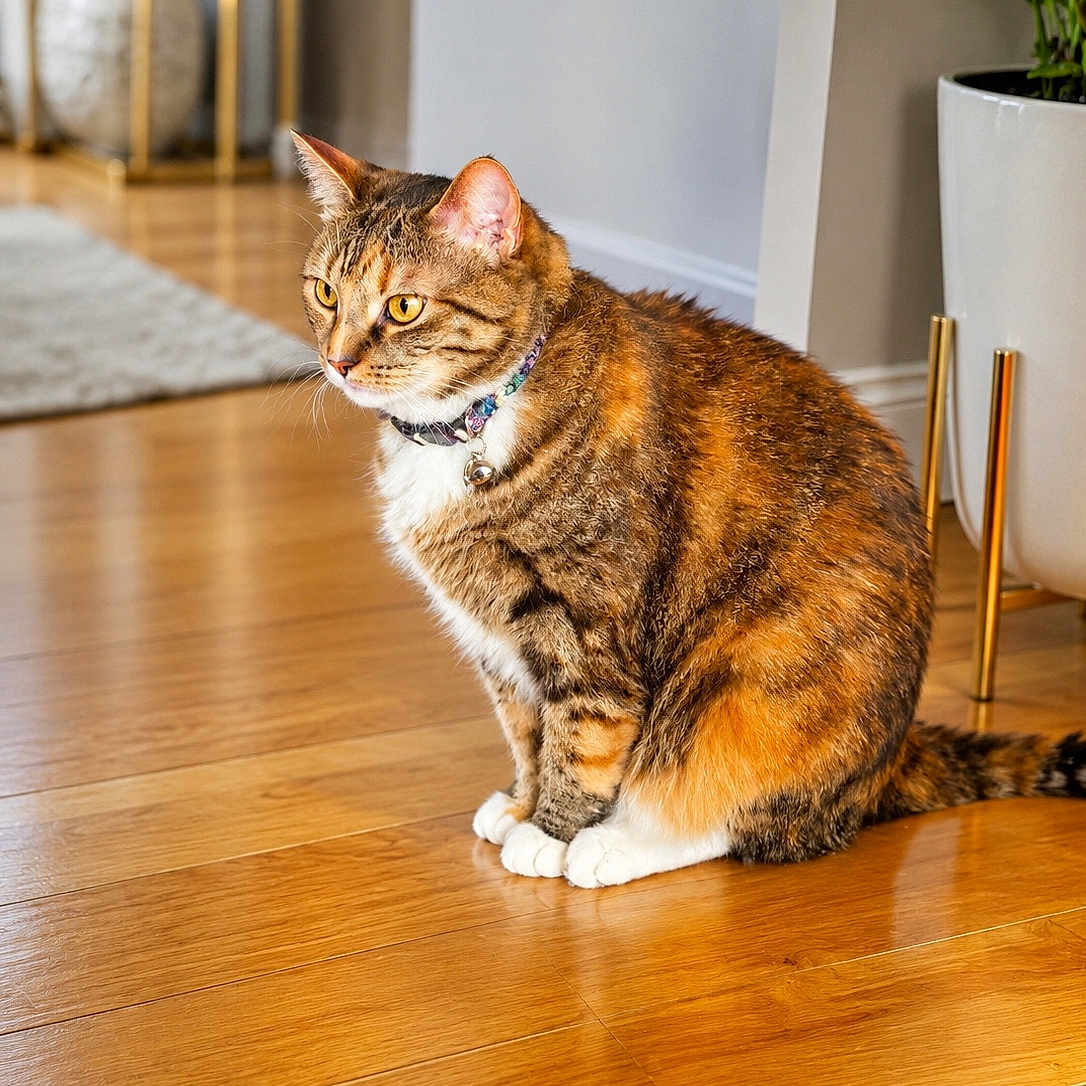 Rory Juniper is registered to the contest to win money with this photo: cat, tabby, feline, pet, sitting, collar, bell, striped_fur, white_chest, white_paws, golden_eyes, indoor, hardwood_floor, home, living_room, houseplant, rug, furniture, portrait, animal