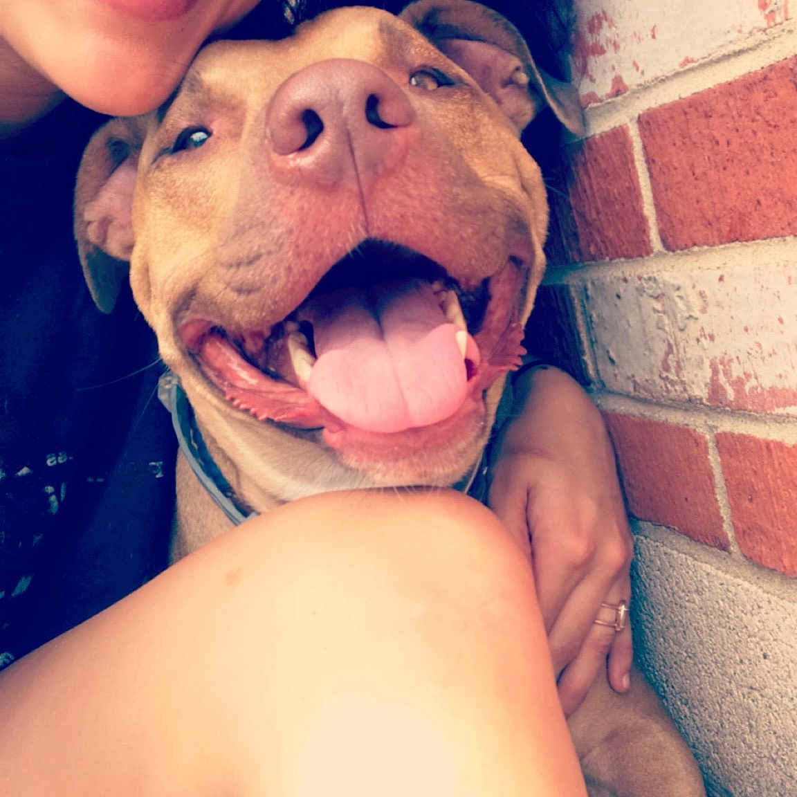 Bino joined the competition — help win amazing prizes! american_pit_bull_terrier, canidae, cheek, child, companion_dog, dog, dog_breed, face, fawn, fun, happy, head, love, mouth, non_sporting_group, nose, pit_bull, selfie, skin, smile