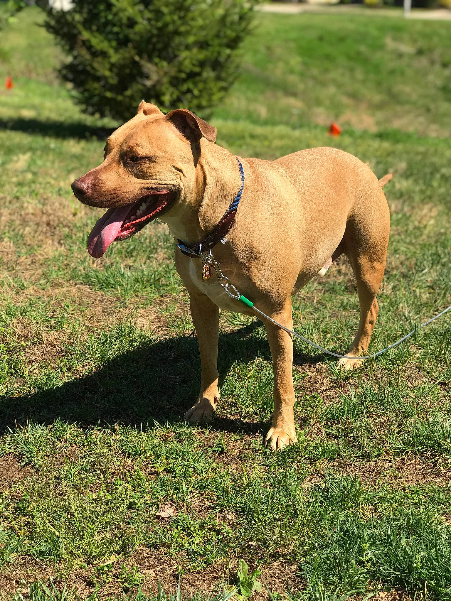 Bino joined the competition — help win amazing prizes! american_pit_bull_terrier, american_staffordshire_terrier, bull_and_terrier, canidae, carnivore, dog, dog_breed, fawn, grass, mammal, molosser, non_sporting_group, perro_de_presa_canario, perro_de_presa_mallorquin, pit_bull, rare_breed_dog, snout, sporting_group, terrier, vertebrate