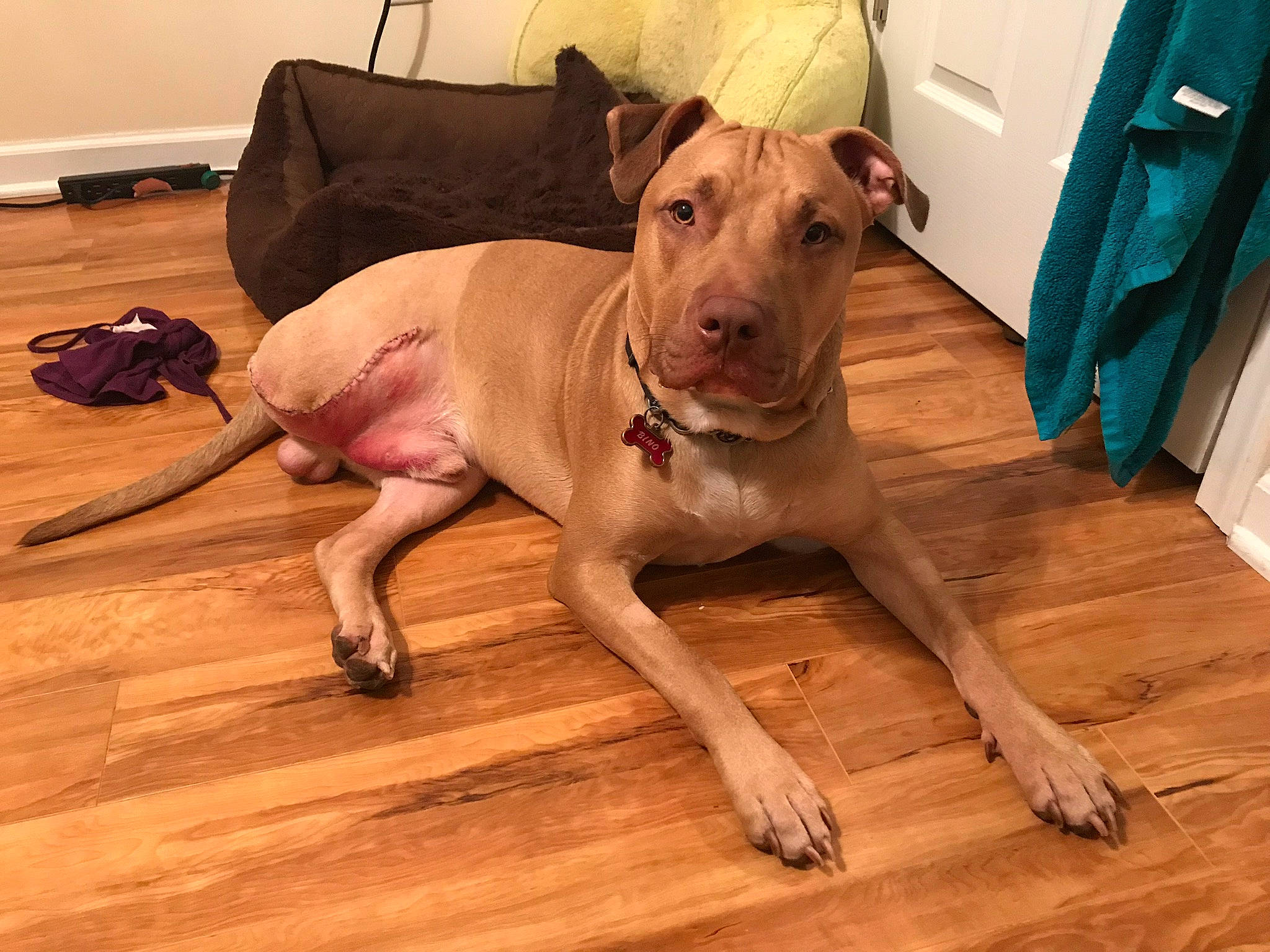 Bino is registered to the contest to win money with this photo: american_pit_bull_terrier, canidae, carnivore, companion_dog, dog, dog_breed, ear, fawn, floor, flooring, mammal, non_sporting_group, pit_bull, rare_breed_dog, snout, vertebrate