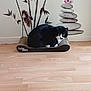 Gribouille participe au concours pour gagner de l'argent avec cette photo : animal, bamboo, black_and_white, calm, cat, cute, decor, feline, flower, fur, home, indoor, pet, relaxing, resting, scratching_pad, stacked_stones, wall_decal, whiskers, wooden_floor