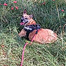 animal, canine, dog, ears_up, field, flowers, grass, greenery, happy, harness, leash, mammal, nature, outdoor, pet, relaxed, resting, summer, sunlight, tongue_out