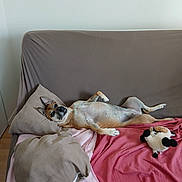 Gertha participe au concours pour gagner de l'argent avec cette photo : animal, blanket, brown, canine, couch, cozy, dog, ears, fur, home, indoor, lying_down, pet, pillow, pink, plush_toy, relaxed, resting, soft, toy