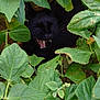 animal, black_cat, camouflage, cat, closeup, daylight, feline, foliage, garden, green_leaves, growth, hidden, mouth_open, nature, outdoor, pet, plants, teeth, whiskers, wildlife
