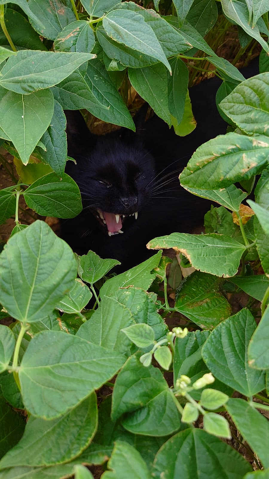 Choky a rejoint le concours — aidez-le/la à gagner de superbes lots ! animal, black_cat, camouflage, cat, closeup, daylight, feline, foliage, garden, green_leaves, growth, hidden, mouth_open, nature, outdoor, pet, plants, teeth, whiskers, wildlife