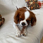 Vanille participe au concours pour gagner de l'argent avec cette photo : dog, puppy, brown_and_white, chewing, couch, pillow, floral_pattern, living_room, wooden_floor, lamp, pet, domestic_animal, furniture, indoor, cute, lying_down, snout, ears, white_cover, cozy