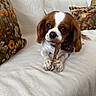 Vanille a rejoint le concours — aidez-le/la à gagner de superbes lots ! dog, puppy, couch, treat, pet, canine, brown_and_white, indoor, animal, cute, floral_pillow, home, relaxing, chewing, small_dog, fur, ears, snout, paws, domestic