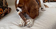 Vanille participe au concours pour gagner de l'argent avec cette photo : dog, couch, bandana, treat, pet, indoor, floral_pillow, white_fabric, brown_and_white, chewing, relaxed, canine, furniture, cozy, domestic, animal, paw, snack, resting, living_room