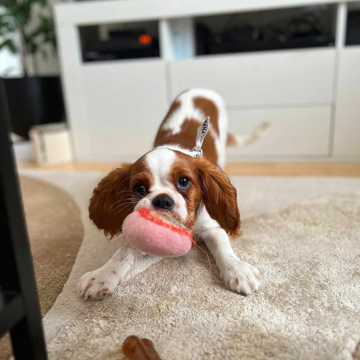 Vanille participe au concours pour gagner de l'argent avec cette photo : dog, puppy, toy, indoor, carpet, playful, pet, brown_and_white, cavalier_king_charles_spaniel, stretching, cute, animal, living_room, furniture, entertainment_unit, soft_toy, playtime, floor, pet_toy, domestic_animal