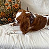 Vanille a rejoint le concours — aidez-le/la à gagner de superbes lots ! dog, brown_and_white, bandana, bone, couch, pillow, embroidered_pillow, flower_pattern, indoor, pet, chewing, relaxed, cozy, fabric, decor, animal, canine, resting, soft_light, furniture