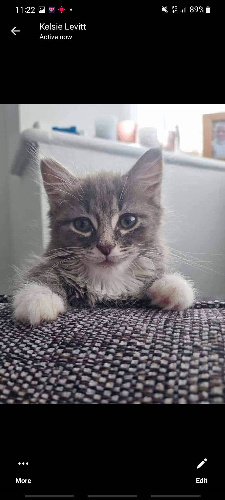 Izzy joined the competition — help win amazing prizes! carnivore, cat, claw, comfort, domestic_short_haired_cat, felidae, flooring, fur, grey, metal, monochrome, monochrome_photography, paw, photo_caption, road_surface, sitting, small_to_medium_sized_cats, snout, tail, whiskers