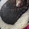 animal, cat, close_up, cozy, curled_up, cute, domestic_cat, feline, fluffy, fur, indoor, nap, peaceful, pet_bed, relaxed, resting, sleeping, tabby, tail, whiskers
