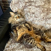 Nounouille a rejoint le concours — aidez-le/la à gagner de superbes lots ! cat, tabby, fluffy, furry_blanket, couch, indoor, relaxed, pet, feline, fur, green_eyes, brick_wall, laying_down, cozy, animal, domestic_animal, whiskers, cute, resting, home