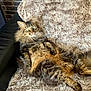 cat, tabby, fluffy, furry_blanket, couch, indoor, relaxed, pet, feline, fur, green_eyes, brick_wall, laying_down, cozy, animal, domestic_animal, whiskers, cute, resting, home