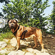 Tina a rejoint le concours — aidez-le/la à gagner de superbes lots ! dog, brown_dog, outdoor, nature, trees, rocks, leash, hiking, sunlight, shadow, person_hand, forest, canine, pet, animal, daylight, ground, standing, collar, adventure