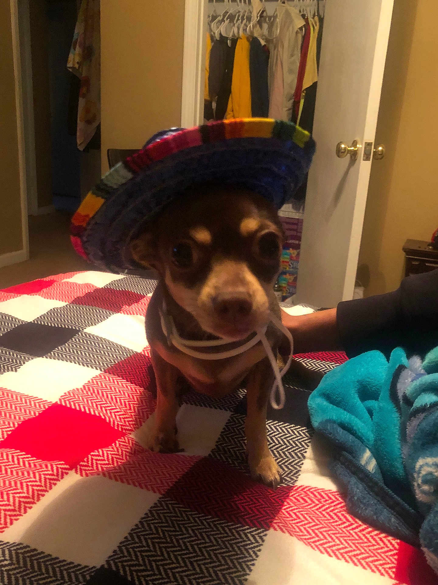 Resses is registered to the contest to win money with this photo: dog, sombrero, bed, blanket, pattern, indoor, pet, small_dog, clothing, hand, person, room, door, closet, curious, brown_dog, colorful_hat, furniture, carpet, holding