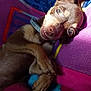 dog, small_dog, brown_dog, pet, animal, lying_down, blanket, colorful_blanket, ears, collar, cute, indoors, close_up, face, expression, paw, fur, resting, looking_up, companion