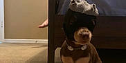 Resses is registered to the contest to win money with this photo: dog, indoor, carpet, bed, blanket, foot, hanger, hat, brown_dog, small_dog, pet, animal, floor, furniture, collar, cute, sitting, room, household, canine