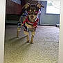 Resses is registered to the contest to win money with this photo: dog, small_dog, pajamas, indoor, carpet, bedroom, flash, red_eye, pet_clothing, standing, door, window, carpeted_floor, animal, canine, ears, collar, furniture, room, light